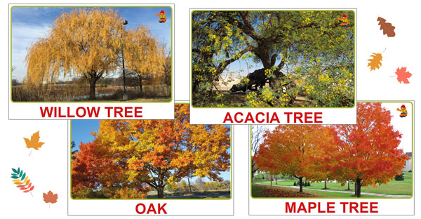 Flashcards de Trastes sobre árboles de hoja caduca